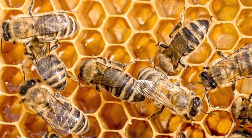 Méz kisokos - miért válasszuk a termelői mézet?